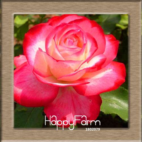 Pink & White Rose Seeds - 24 Rare Colors, for Balcony Planting, Potted Flower Garden