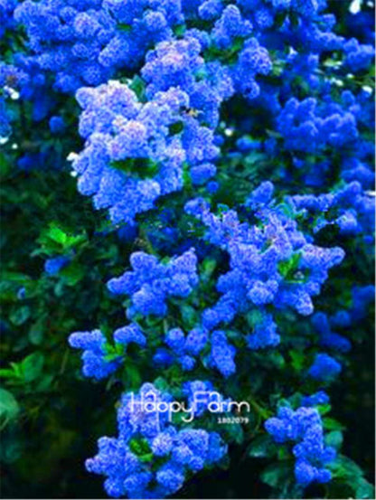 Japanese Bonsai Lilac Flower Seeds - DIY Home Garden Planting Kit for Indoor/Outdoor