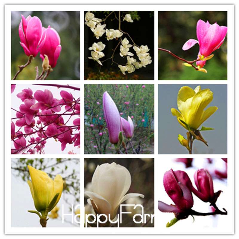 Magnolia Bonsai Tree Seeds - Best-Selling Perennial Flower Seeds, Multicolor for Garden