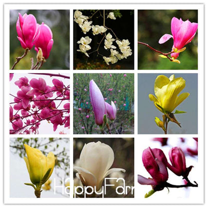 Magnolia Bonsai Tree Seeds - Best-Selling Perennial Flower Seeds, Multicolor for Garden