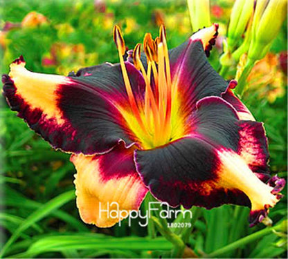 Hybrid Daylily Seeds - Colorful Hemerocallis Lily for Home Garden & Bonsai | Fast-Growing Flower Seeds