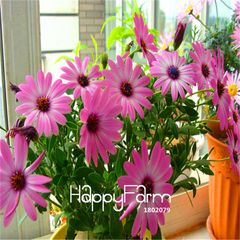 African Blue Eyed Daisy Seeds - Osteospermum Mix for Garden, Bonsai & Outdoor Planting | Fast-Growing Flower Seeds
