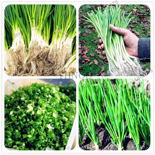 Chinese Green Onion Seeds - Perennial Veggie, Easy-Grow Garden & Bonsai Plant for Home (Fast Shipping)