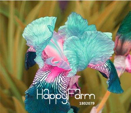Pink Iris Seeds - Perennial Garden & Gorgeous Cut Flowers for Home Planting