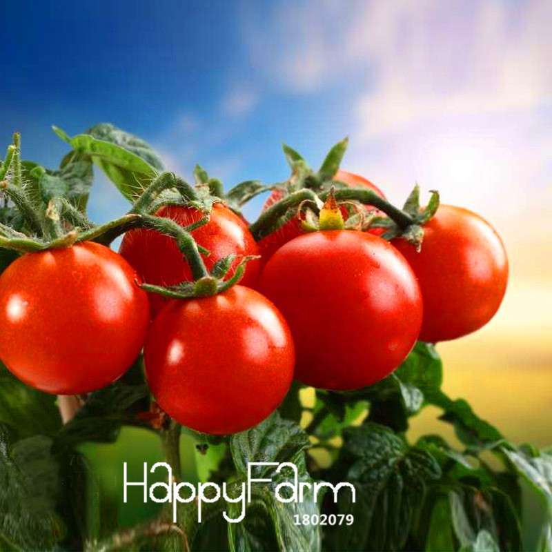 Tomato Seeds for Balcony - Grow Juicy Potted Bonsai Fruits & Vegetables at Home