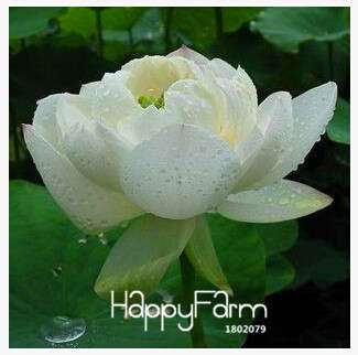 Affordable Water Lily Seeds for Bonsai & Balcony - Easy-Grow Potted Flowers