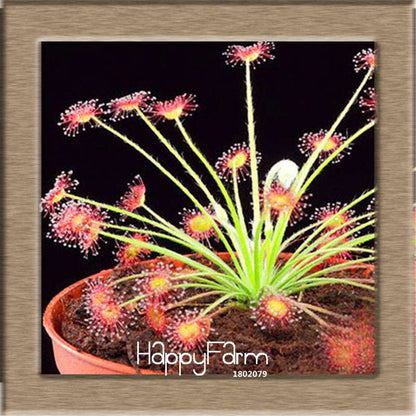 Sundew Seeds - Carnivorous Plant for Bonsai & Garden | Easy-Grow Potted Houseplant