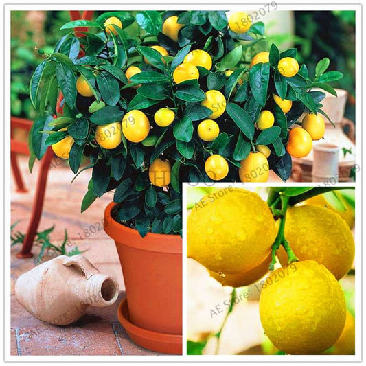 Lemon Tree Seeds - Grow Edible Green Lemons, DIY Home Garden Bonsai Kit | Non-GMO, Fast-Growing