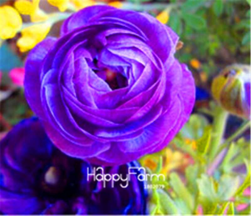 Ranunculus Asiaticus Bonsai Flower Seeds - DIY Home Garden Planting Kit