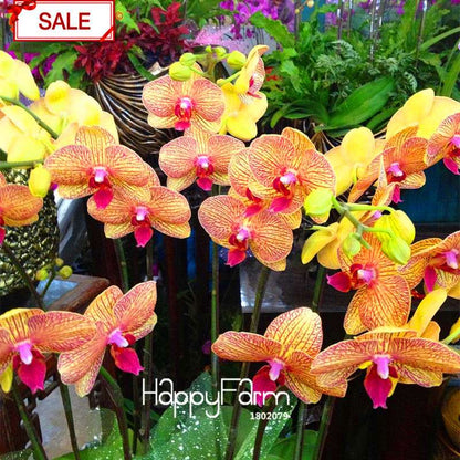 Yellow Phalaenopsis Orchid Seeds - Perennial Potted Flowering Plants for Home Garden