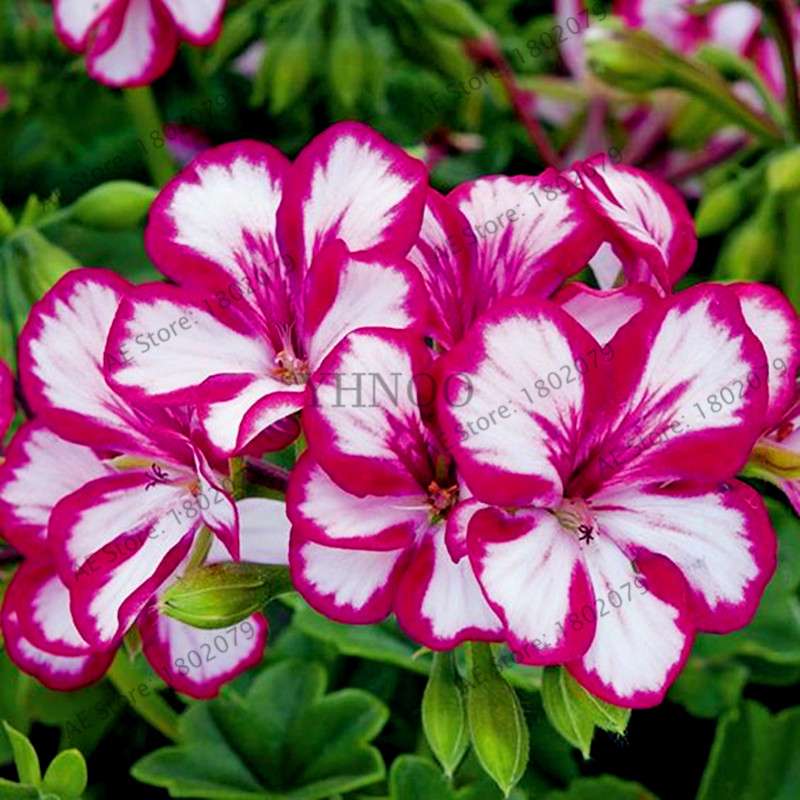 Rare Mixed Color Geranium Seeds - Vibrant Variegated Potted Flowers for Garden & Bonsai | Fast Shipping