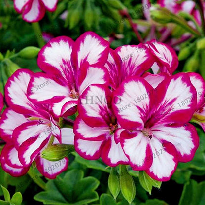 Rare Mixed Color Geranium Seeds - Vibrant Variegated Potted Flowers for Garden & Bonsai | Fast Shipping