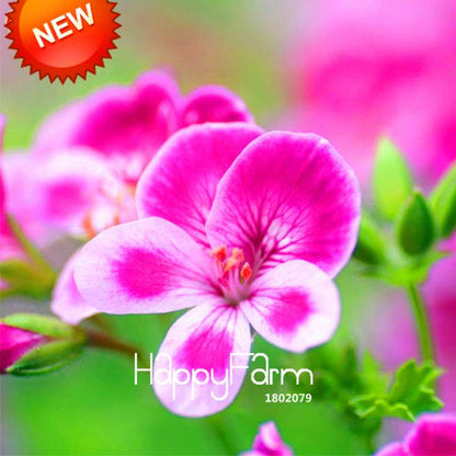 Rare Pink Butterfly Geranium Seeds - Perennial Pelargonium Peltatum for Garden