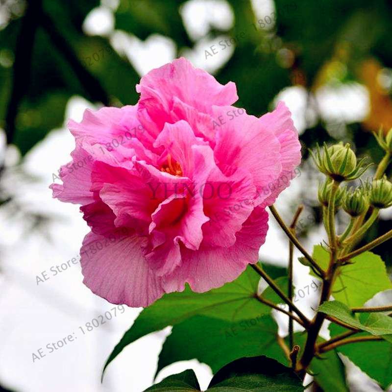 Mixed Color Hibiscus Seeds - Perennial Dinner Plate Hibiscus for Home Garden & Bonsai Planting