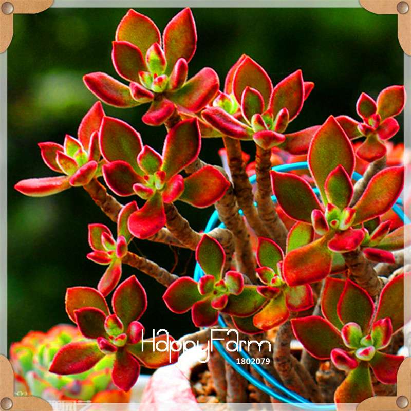Succulents Seeds - 99 Varieties, Lithops & Bonsai Plants for Office - Easy to Grow, Bulk Pack