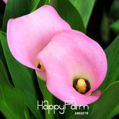 18 Color Rare Calla Lily Seeds - High Germination Rate, Fast US Shipping