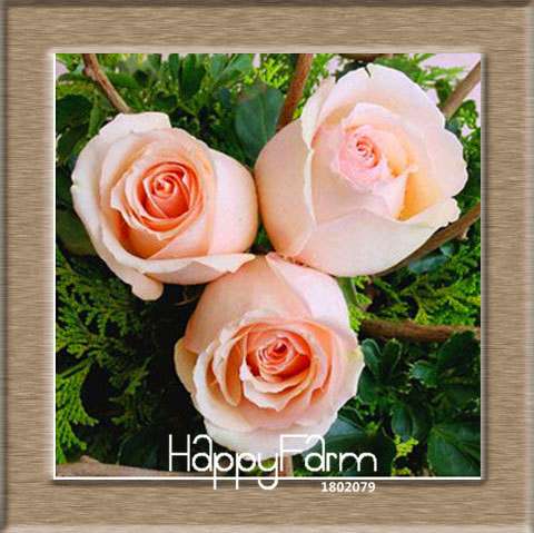 Colorful Rainbow Rose Seeds - 20 Varieties, for Bonsai & Flower Pots | Premium Planting Kit