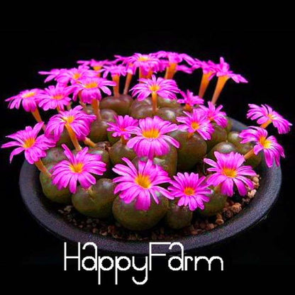 Purple Lithops Seeds - Unique Succulent Plants for Home, Office & Balcony Planting