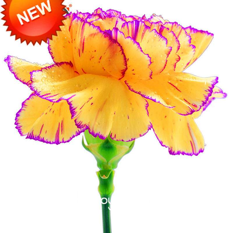 Yellow & Purple Carnation Seeds - Balcony, Potted & Courtyard Flowers | Dianthus Caryophyllus