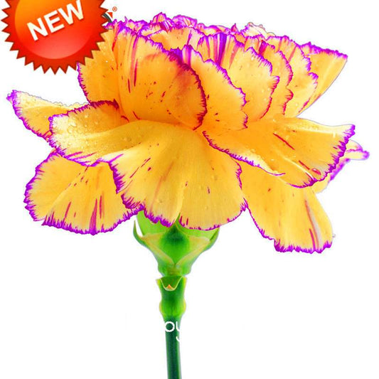 Yellow & Purple Carnation Seeds - Balcony, Potted & Courtyard Flowers | Dianthus Caryophyllus