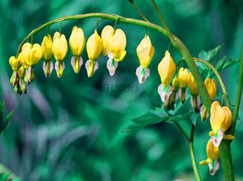 Bleeding Heart Seeds (Dicentra Spectabilis) - Orchid Seeds for Pots & Cottage Gardens