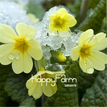Rare Primrose Seeds (Primula malacoides) - Europe Bonsai Flower Seeds for Home Garden & Outdoor Planting