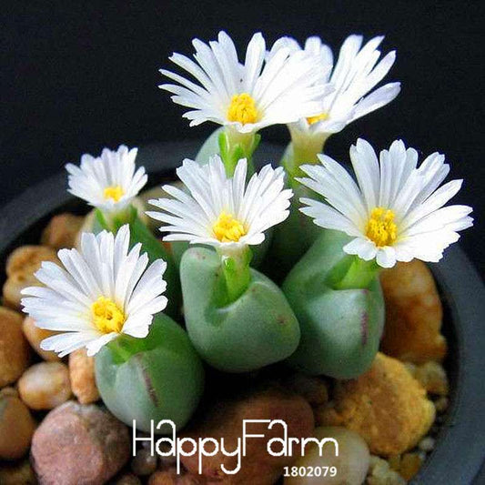 White Lithops Seeds - Rare Living Stone Succulents for Home & Office, Easy-Grow Potted Plants