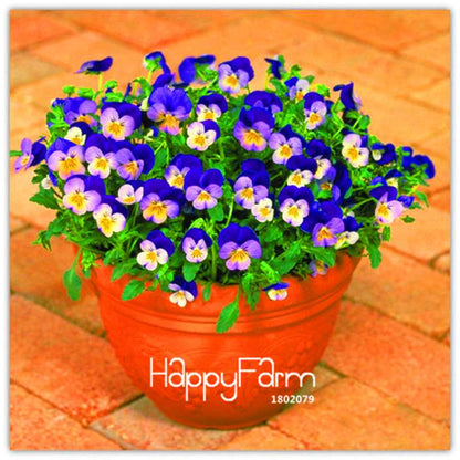 Rare Pansy Seeds (Viola cornuta) - Indoor Bonsai Flower Seeds for Home Garden Planting