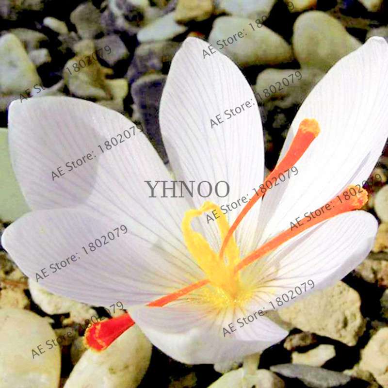 Premium Saffron Seeds - Grow Saffron Crocus Flowers for Home, Garden & Bonsai | Fast Shipping