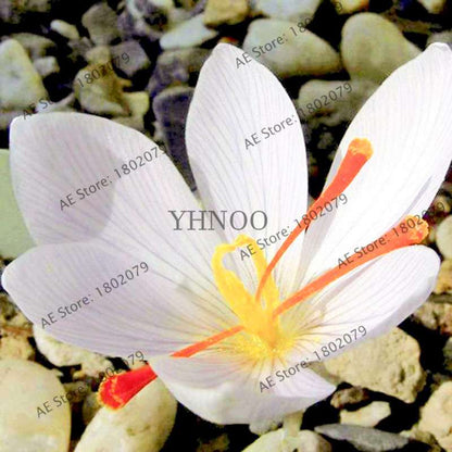 Premium Saffron Seeds - Grow Saffron Crocus Flowers for Home, Garden & Bonsai | Fast Shipping