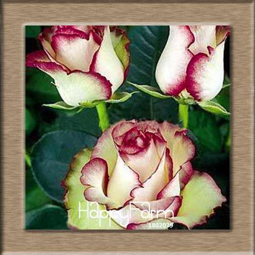 Rare White Red Edge Rose Seeds - for Balcony, Indoor & Garden Planting | Fresh Potted Flower Seeds