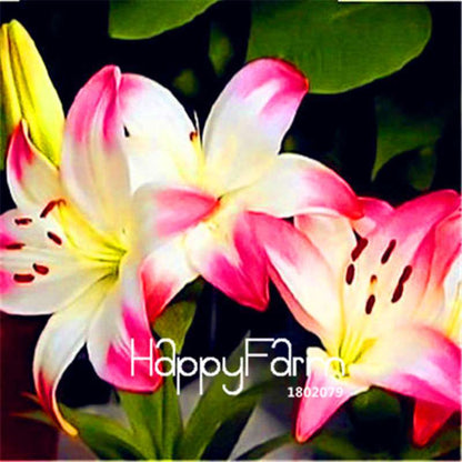 Lily Flower Seeds - Easy to Grow Bonsai Plants for Home & Garden | Fast Blooming