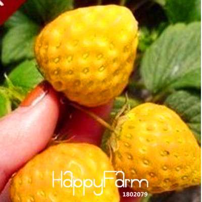 Yellow Strawberry Seeds - Sweet, Juicy & Easy to Grow for Garden, Patio & Containers | Non-GMO
