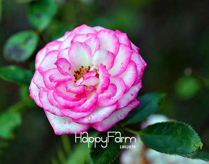 Rare White Red Edge Rose Seeds - for Balcony, Indoor & Garden Planting | Fresh Potted Flower Seeds