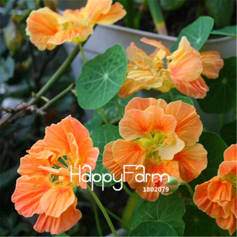 Rare Hanging Nasturtium Seeds - Vibrant Climbing Flowers for Garden & Containers
