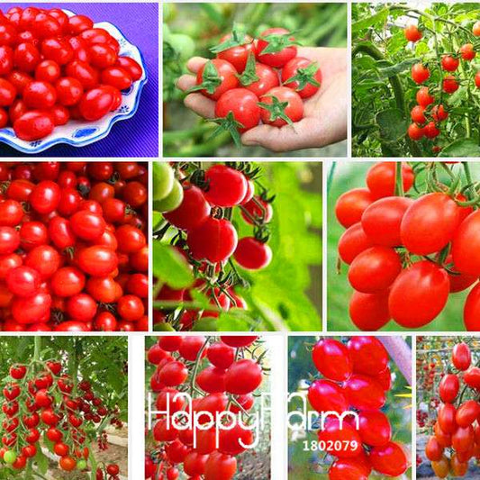 Organic Cherry Tomato Seeds - Non-GMO, Sweet Red Cherry Tomatoes for Home Garden