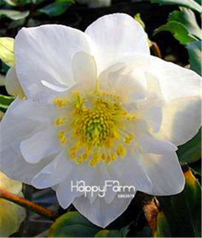 Helleborus Seeds for Bonsai - Grow Exotic Japanese Flowers at Home | DIY Garden Kit