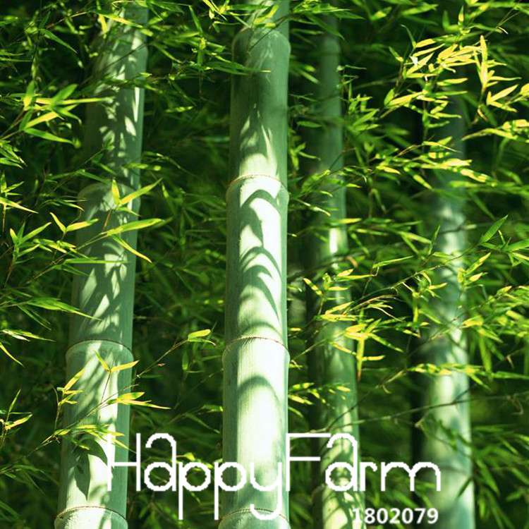Giant Moso Bamboo Seeds for Planting - Fresh DIY Home Garden Kit