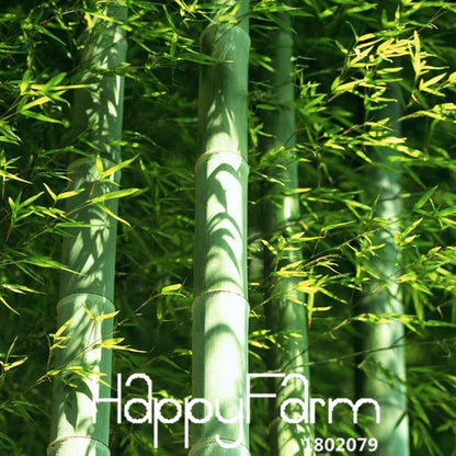 Giant Moso Bamboo Seeds for Planting - Fresh DIY Home Garden Kit