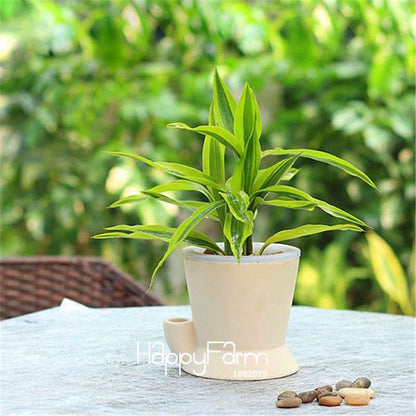 Phnom Penh Dracaena Seeds - Lucky Bamboo Plants for Home, Balcony & Air Purification | Fast-Growing, Low Maintenance