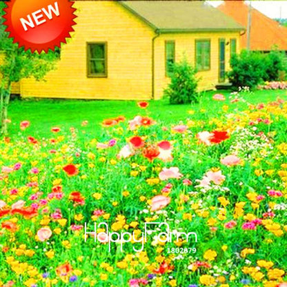 Chrysanthemum Seeds Mix - Perennial Wildflower Seeds for Home Garden Planting | USA Grown