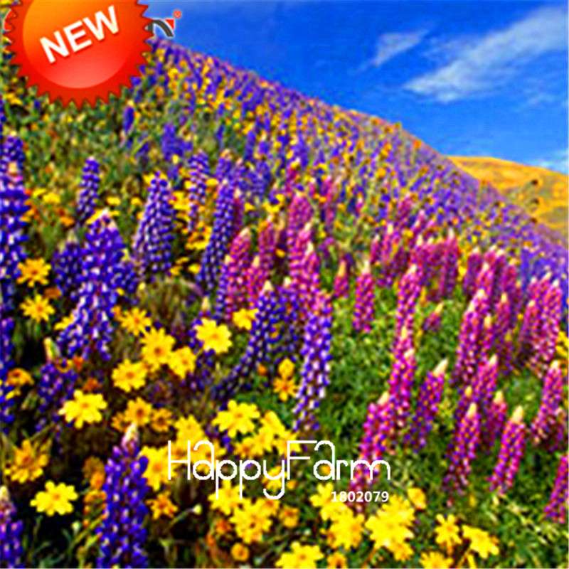 Wildflower Seeds Mix - Perennial Colorful Blooms for Home Garden Planting