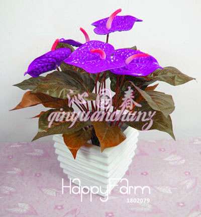 Anthurium & Rubber Tree Seeds - Air Purifying Plants, Formaldehyde Cleaner, Fresh Indoor Gardening