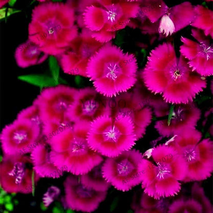 Dianthus Seeds - 24 Vibrant Colors, Easy to Grow, High Germination for DIY Garden Flowers | Fast Shipping