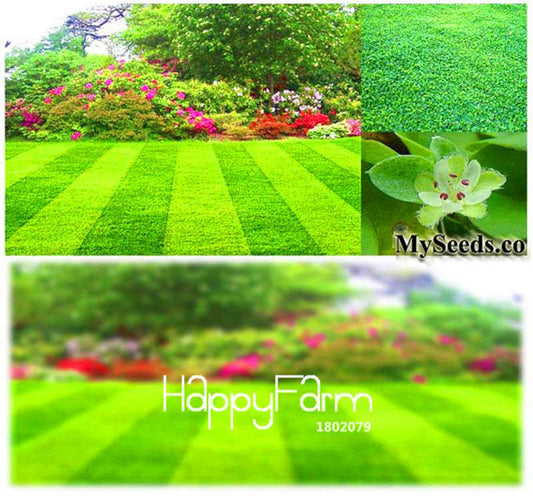 Dichondra Grass Seeds - Easy Grow Lawn & Garden Flower Seeds for DIY Home Landscaping