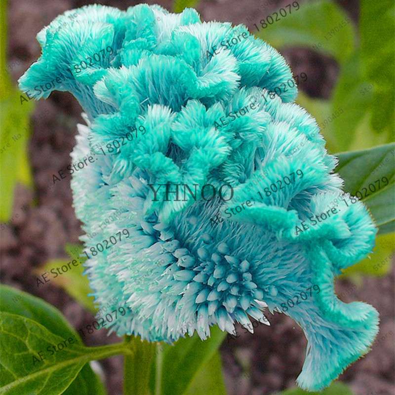 2025 Celosia Flower Seeds Mix Color - Cockscomb Seeds for Home Garden, Easy to Grow & DIY Planting
