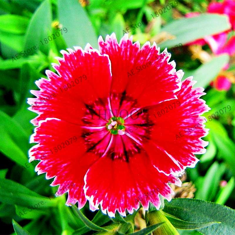 Dianthus Seeds - 24 Vibrant Colors, Easy to Grow, High Germination for DIY Garden Flowers | Fast Shipping