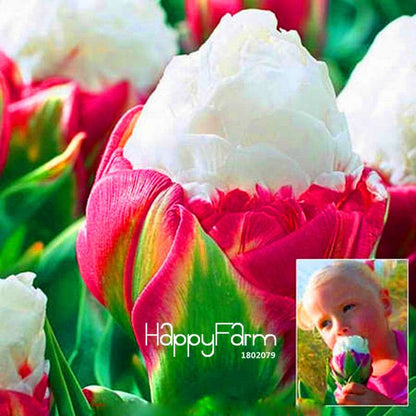 Bonsai Seeds Kit - Grow Stunning Tulip-Like Flowers for Home & Garden | Perennial Potted Plants