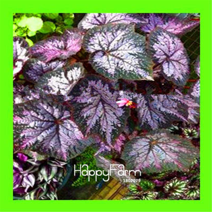 Begonia Flower Seeds - Vibrant Potted Bonsai for Garden, Balcony & Courtyard | Fast-Growing Coleus Seeds