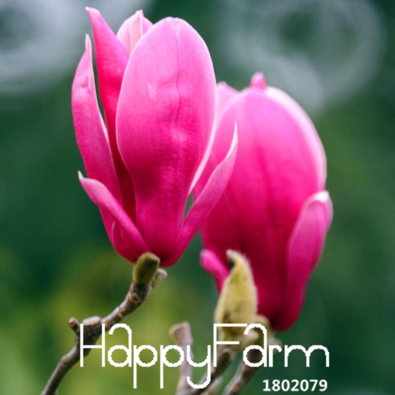 Magnolia Bonsai Tree Seeds - Best-Selling Perennial Flower Seeds, Multicolor for Garden